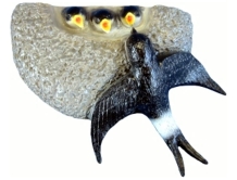 Zwaluwnest